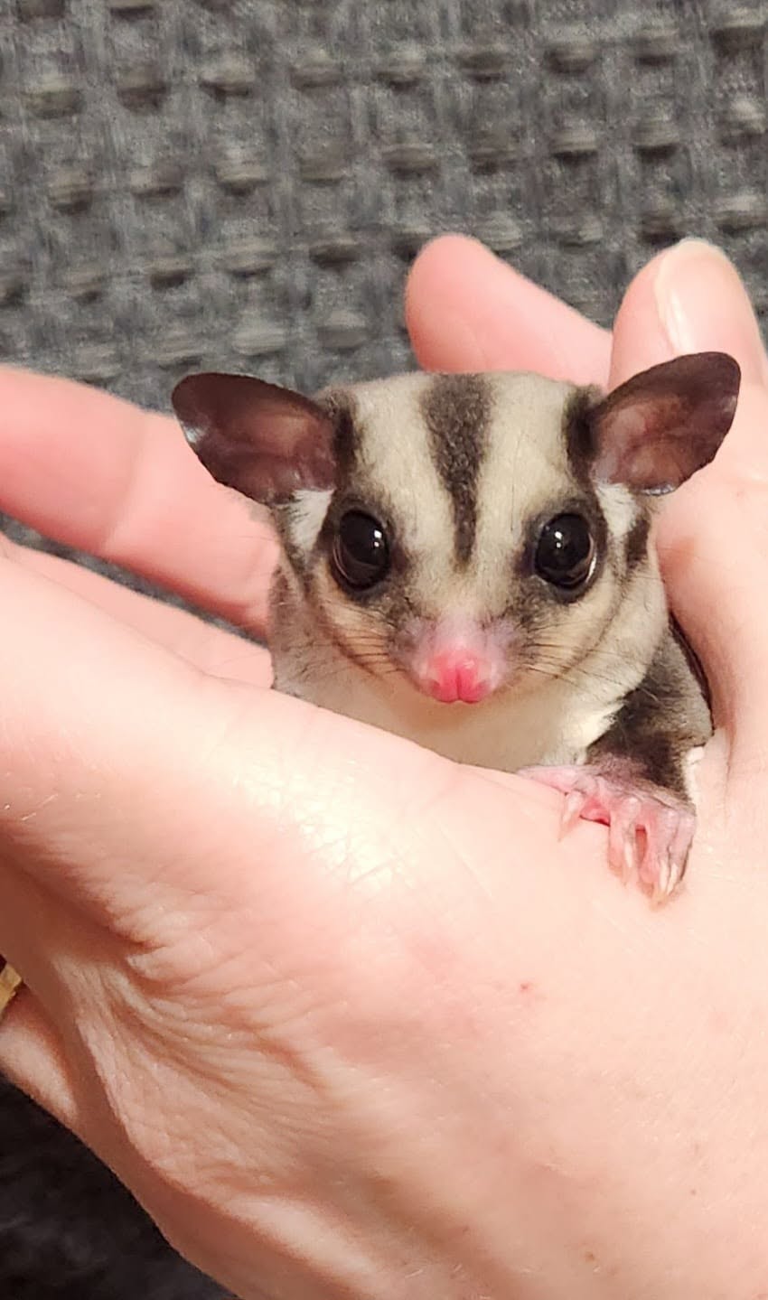 Sugar glider close-up